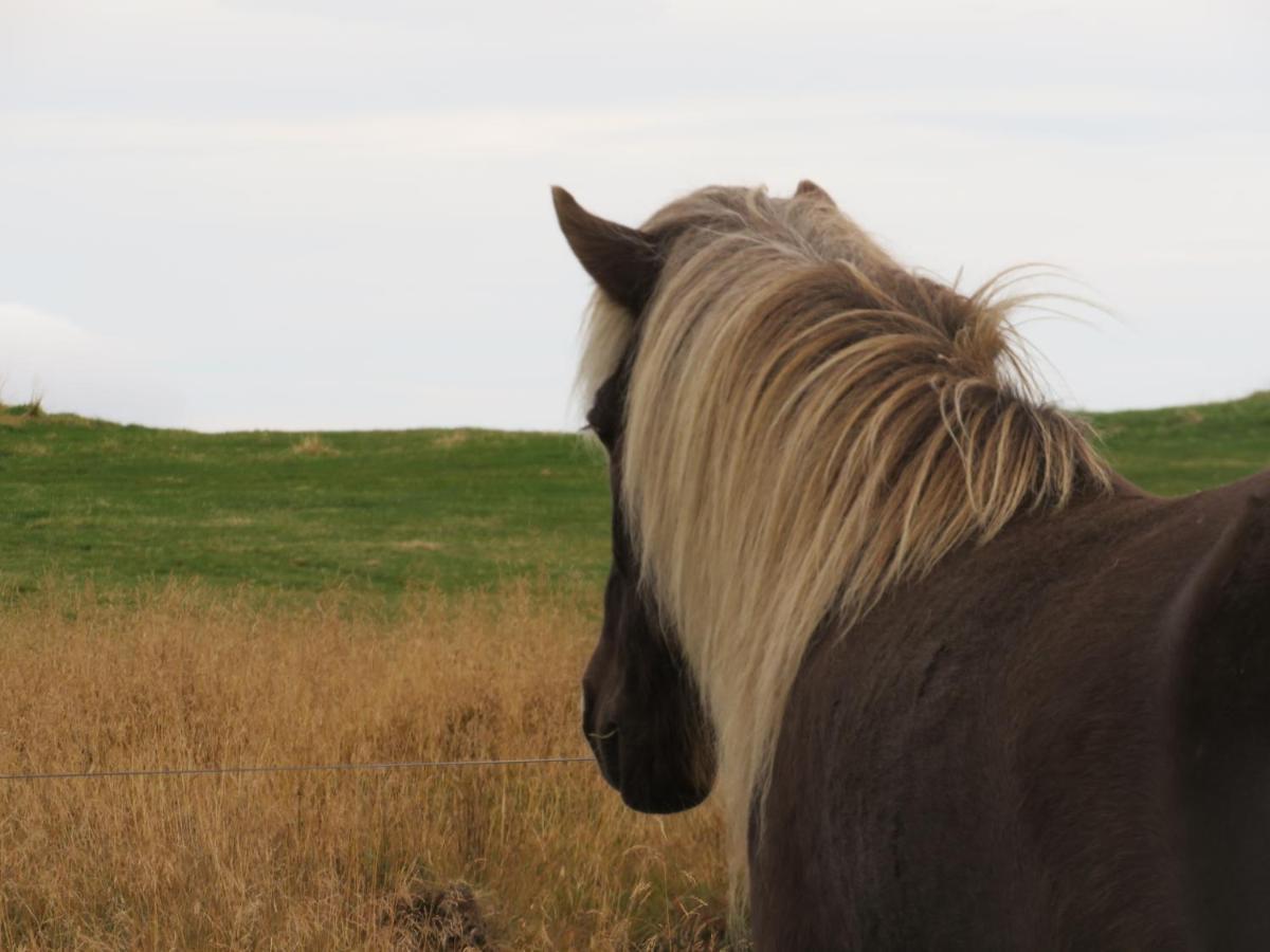 Husey Hostel & Horsefarm エイイルススタジル エクステリア 写真